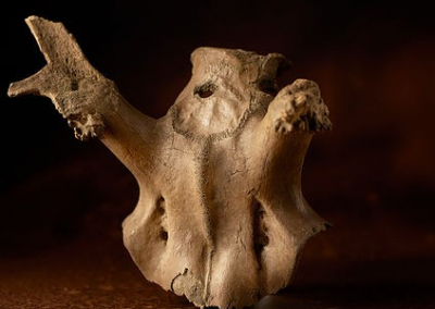 A Stone Age deer skull ‘headdress’ worn by the people of Star Carr