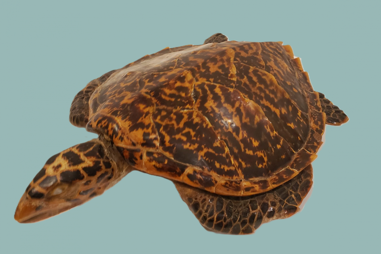 A critically-endangered turtle: food, fashion & the travels of Captain ...